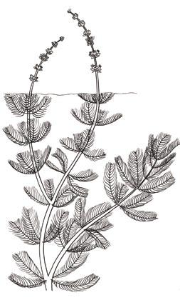 Feather-like leaves in whorls of 3-6 around stem. Other Characteristics: Leaves made up of 14-20 pairs of threadlike leaflets.