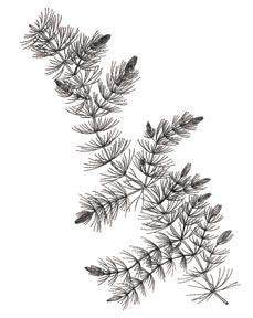 Native Plant Benefi cial plants that look like Eurasian watermilfoil Northern watermilfoil (Myriophyllum sibiricum) Coontail (Ceratophyllum demersum) Northern watermilfoil Coontail