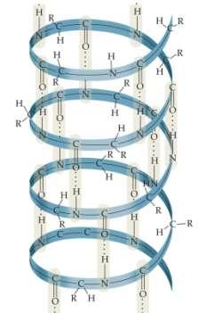 Amino Acids and Proteins Hydrogen bonding in