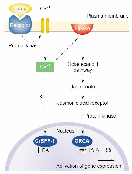 ORCAs act in a Jasmonic Acid Dependant Elicitor Signal Transduction Pathway - Elicitor (any compound inducing a plant defense reaction (either from microorganism, plant and abiotic such as heavy