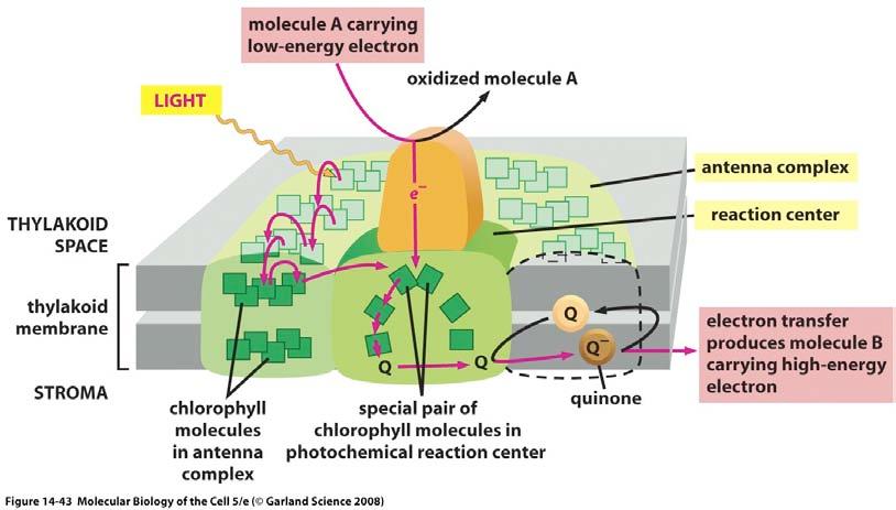 Photosystems consist of two closely linked components: Photochemical reaction center: complex of proteins and chlorophyll (transmembrane protein-pigment complex) converts light energy to chemical