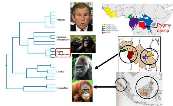 Biology 1B Evolution Lecture 9 - Speciation Processes Species identification - the grey zone Figure 1 Consider this cladogram.