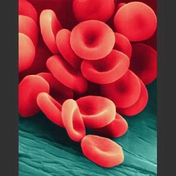 Red blood cells: Structure allows for transport of oxygen through the