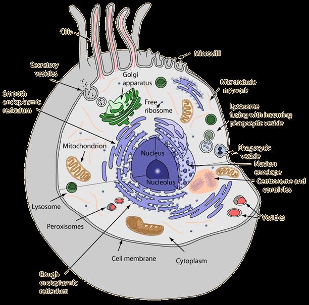 Cell Organelles 1) Plasma (cell) Membrane: a.