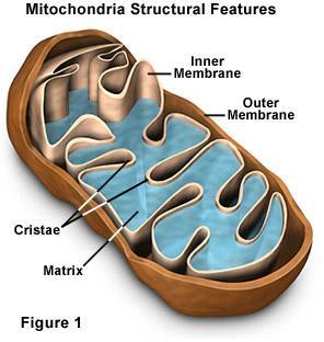 9) Mitochondria: a. Makes energy (ATP) for the cell b.