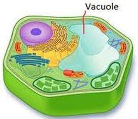 Found in: plants, animals, protists, fungi 10) Vacuole: a.