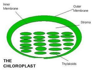 Found in: plants, animals, protists, fungi 12) Chloroplast: a.