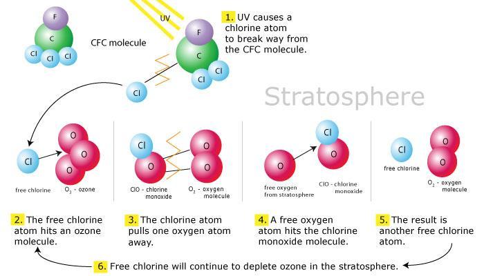 E.9.2 Describe the mechanism in the catalysis of O 3 depletion by CFC s and NO x. 1. List some of the uses of chlorofluorocarbons. - Refrigerants - Propellants 2.