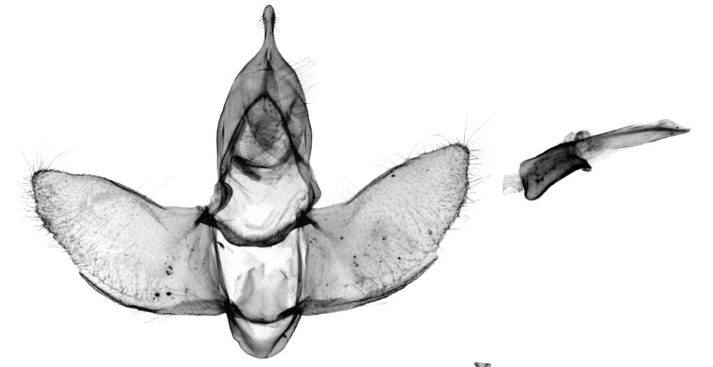 , holotype. 5-6.