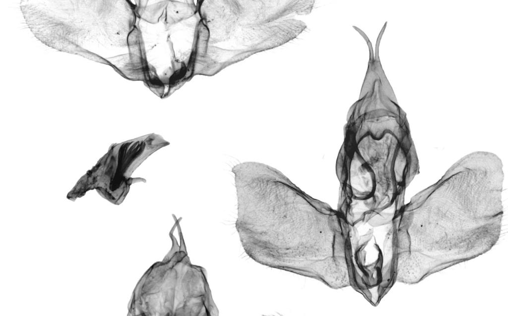 n., holotype. 11-12.