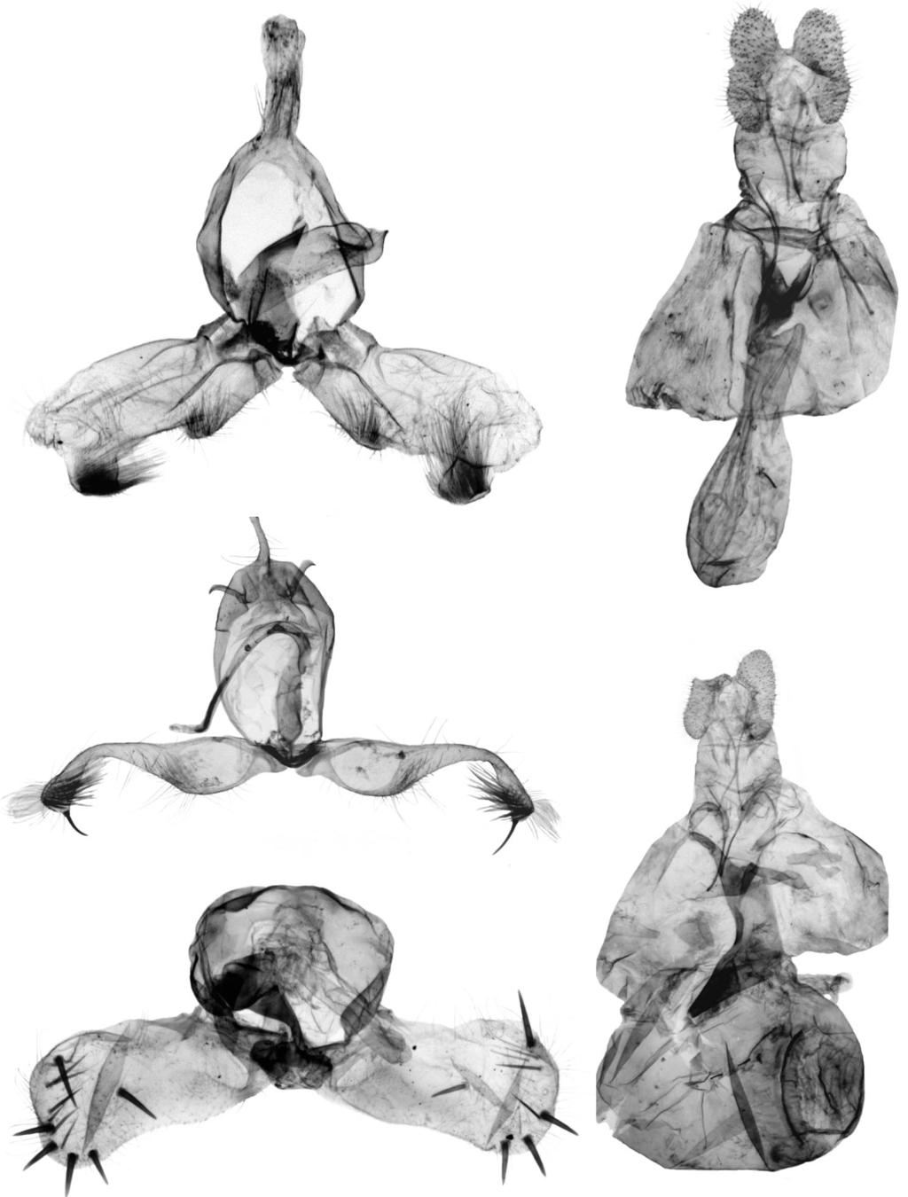 J. RAZOWSKI 19 22 20 21 23 Figs. 19-23. Male and female genitalia. 19. Pternidora khogisiana Razowski, sp. n., holotype. 20. Spilonota grandlacia Razowski, sp. n., holotype. 21. Cryptophlebia omphala Razowski, sp.