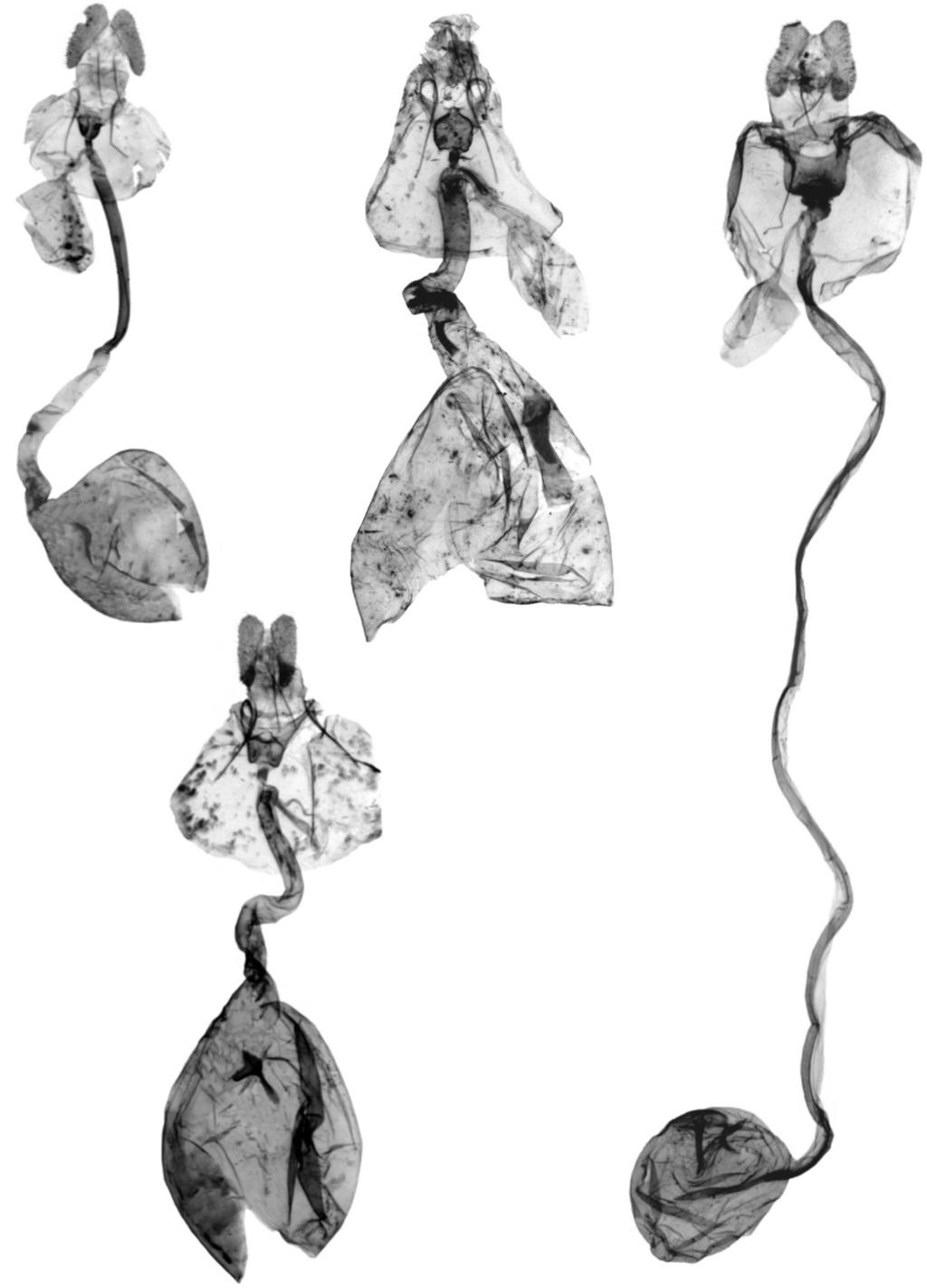 LEAF-ROLLERS FROM NEW CALEDONIA 24 25 26 27 Figs. 24-27. Female genitalia. 24. Xenothictis sympaestra Razowski, sp. n., paratype. 25. Xenothictis dagnyana Razowski, sp.