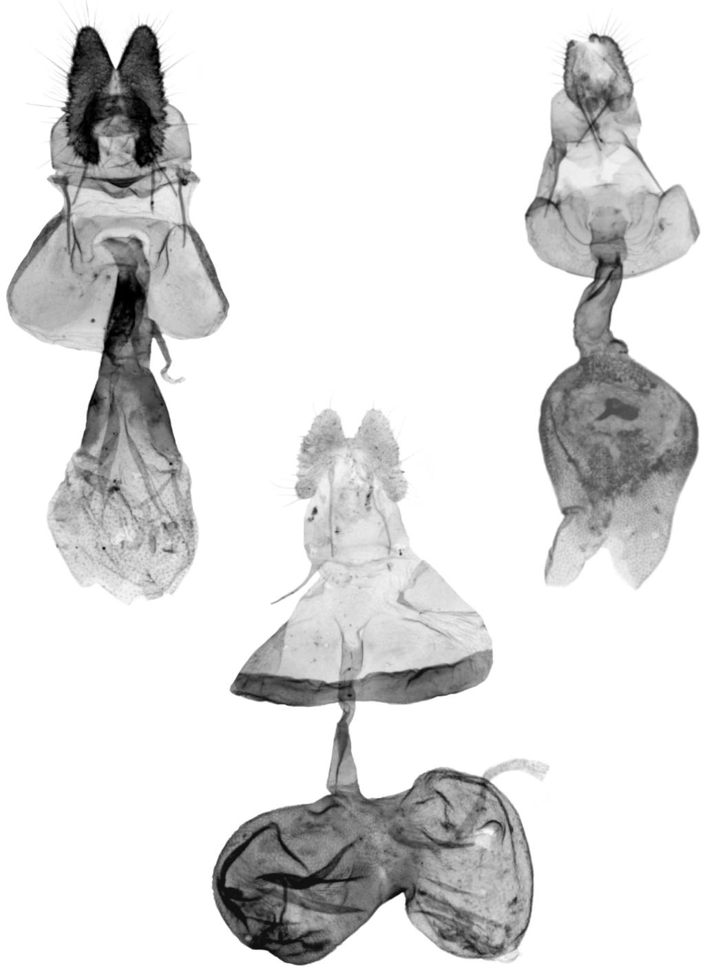 J. RAZOWSKI 28 29 Figs. 28-30. Female genitalia. 28. Rhopobota mou Razowski, sp. n., holotype. 29. Noduliferola anepsia Razowski, sp.