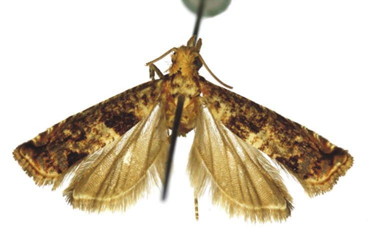 Spilonota grandlacia Razowski, sp.
