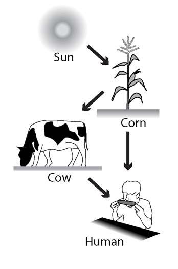 8. You don t carry out photosynthesis. How do you get the atoms that you need to make your body? Hint: Look at the Food Web shown in the diagram on the right.