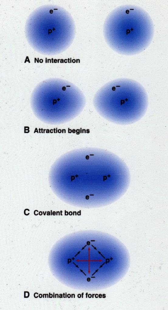 Covalent Bonds What are some characteristics of a covalent bond? 1.