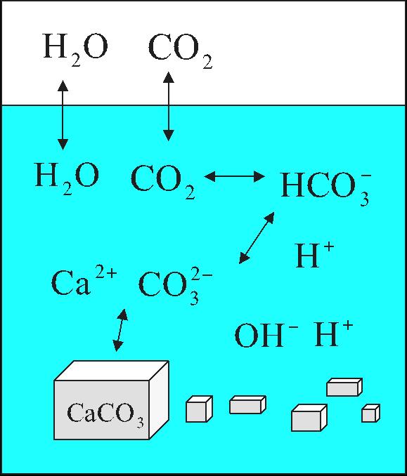 Crystallization of solid phase in CO 2 -CaCO 3 -H 2 O system T P ph Saturation points of calcite ph of pure water at p(co 2 )=1 bar. ph 6.2 6.0 5.8 5.6 5.4 5.2 5.0 4.8 4.6 4.4 4.2 4.0 3.8 J.