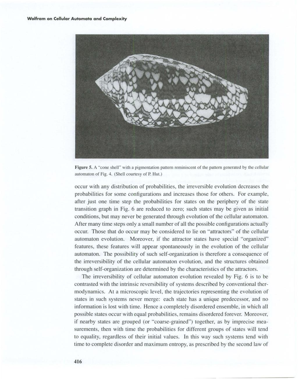 Wolfram on Cellular Automata and Complexity Figure 5. A "cone shell" with a pigmentation pattern reminiscent of the pattern generated by the cellular automaton of Fig. 4. (Shell courtesy of P. Hut.
