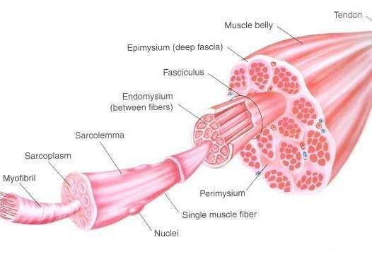 Figure 1.7: The skeletal muscle consists of bundles of fascicles made of muscle fibers, each composed of myofibrils, which are made of repeating units of sarcomeres.