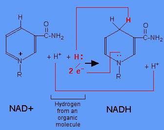 Biological Electron Carrier H + CH 2 H H H H H H C H 2 icotinamide