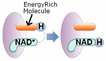 Carrier Molecule AD + oxidized low energy AM group H CH 2 H 2 H