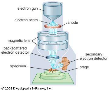 A scanning electron microscope (SEM) is a microscope that produces images of a sample by scanning it with a focused beam of electrons produced by an electron gun.