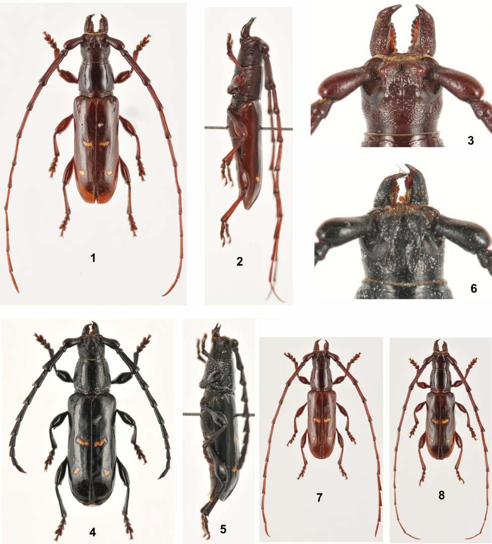 NEW GENUS AND SPECIES OF TRACHYDERINI FROM PERU INSECTA MUNDI 0425, June 2015 3 Figures 1-8.