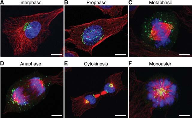 Golgi Biogenesis Figure 1. Morphology of the Golgi during the cell cycle in mammalian cells.