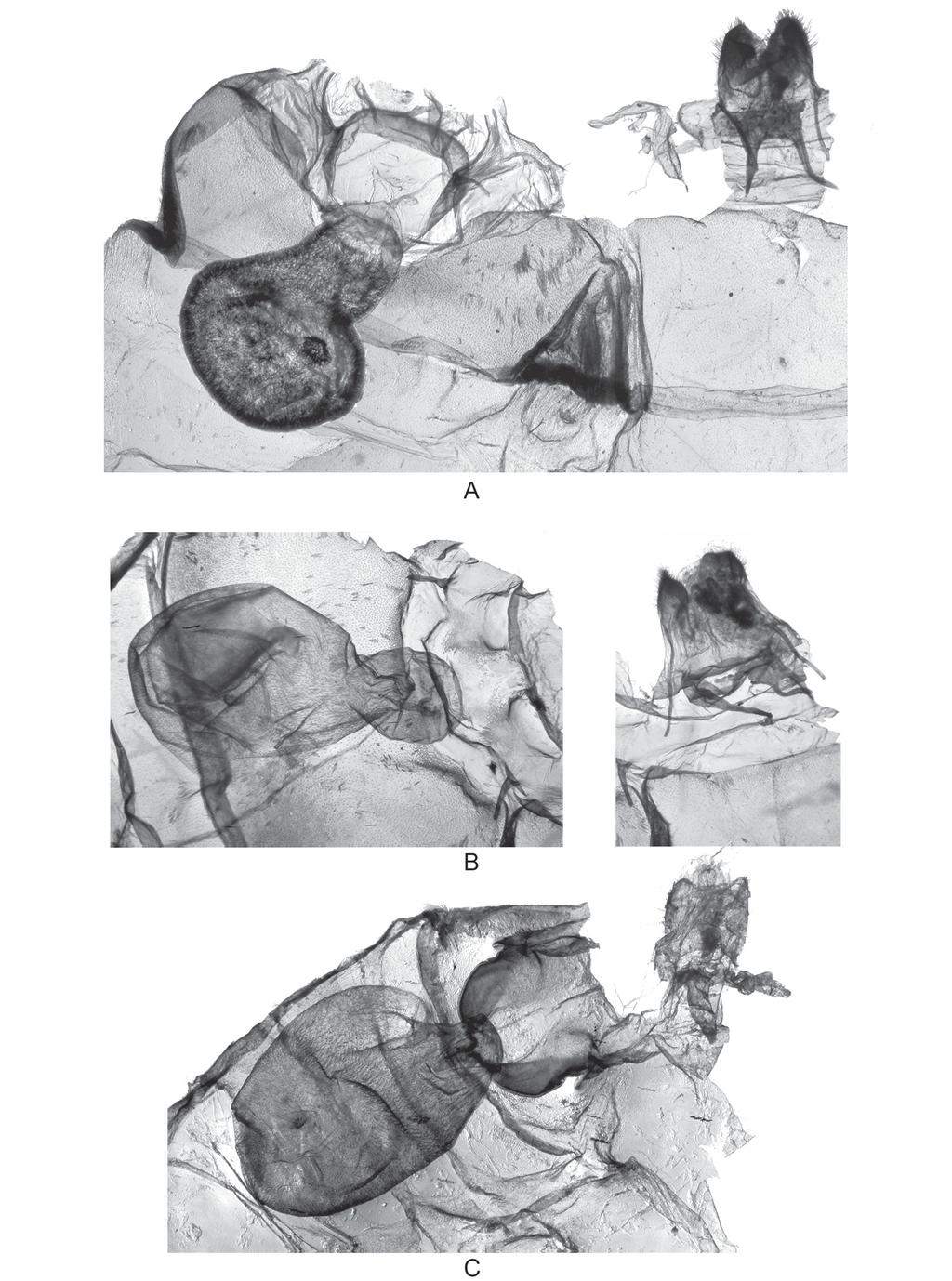 DURANTE A. et al., The genus Nanna in Gabon (Lepidoptera) Fig. 5. Female genitalia. Figures are not in equal proportion. A. Nanna ceratopygia Birket-Smith, 1965, allotype.
