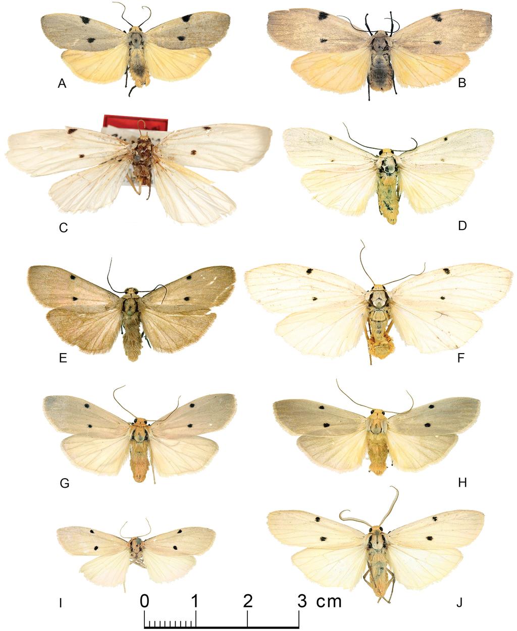 DURANTE A. et al., The genus Nanna in Gabon (Lepidoptera) Fig. 3. Adults. A. Nanna ceratopygia Birket-Smith, 1965,, Gabon, Makokou-Ipassa, 500 m, 0 30 43 N 12 48 13 E, 19 Feb.-11 Mar. 2011. B. Nanna ceratopygia, allotype.