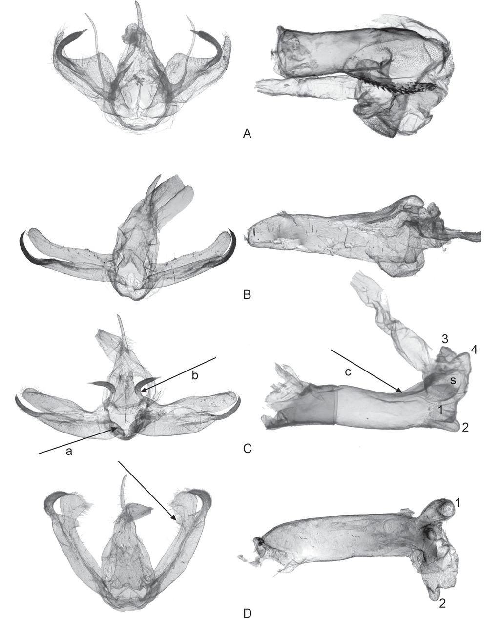 DURANTE A. et al., The genus Nanna in Gabon (Lepidoptera) Fig. 4. Male genitalia. Figures are not in equal proportion; the aedeagus, on the right, is enlarged. A. Nanna ceratopygia Birket-Smith, 1965,, Gabon, Makokou-Ipassa, 500 m, 0 30 43 N 12 48 13 E, 19 Feb.