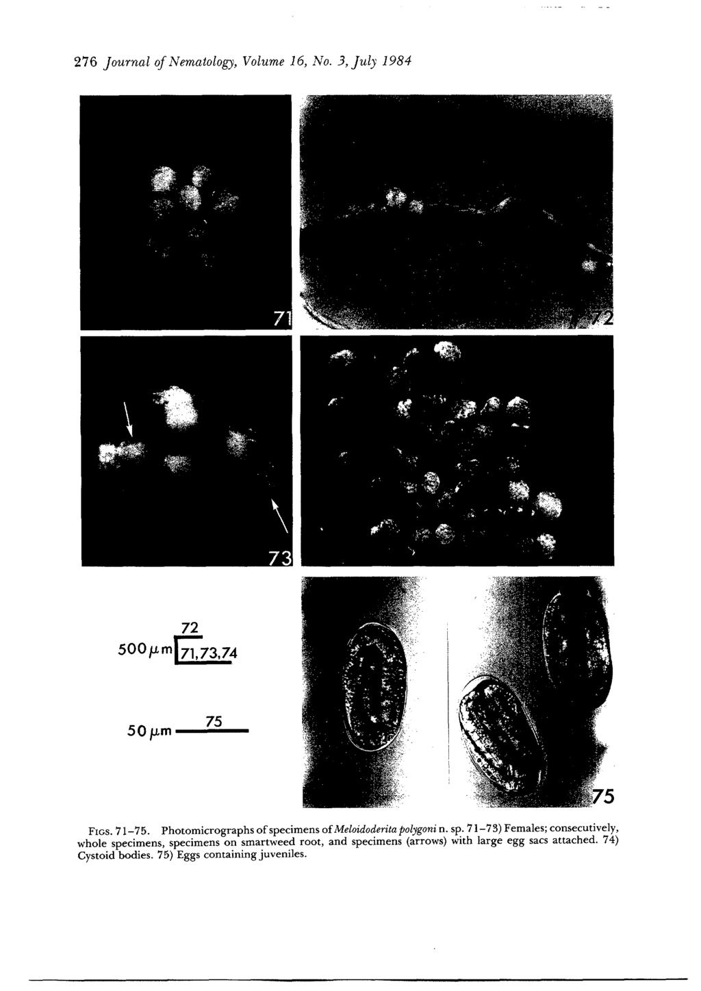 276 Journal of Nematology, Volume 16, No. 3,July 1984 7" 72 500?
