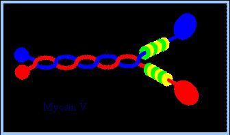 Sakamoto s lab: Studies of myosin (one of motor proteins) Size of the object: 10 nm = 0.