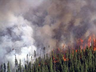 Ecosystem Disturbance: Fires burn soil organic layer, which insulates