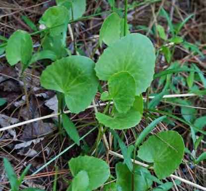 family) Native Comments: Centella asiatica is the new name for