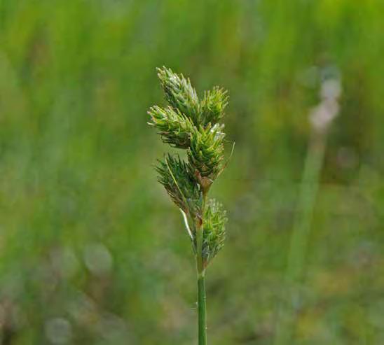 Carex longii Scientific Name: Carex