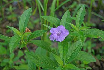 Common Name: Carolina wild petunia Group: Dicot