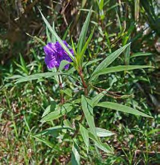 wild petunia, Mexican bluebell