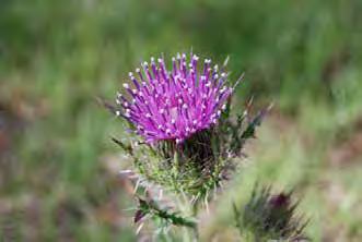 Common Name: Purple thistle, Yellow thistle Group: