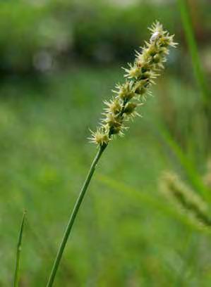Family: POACEAE (Grass family) Growth Form: