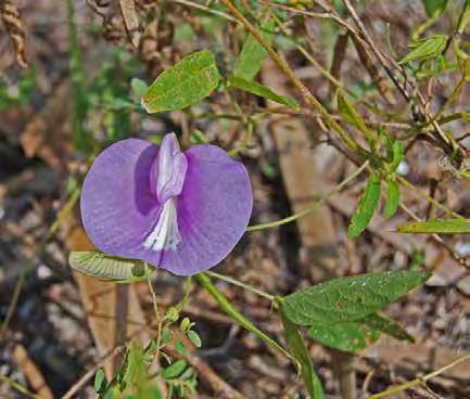 Common Name: Spurred butterfly pea Group: