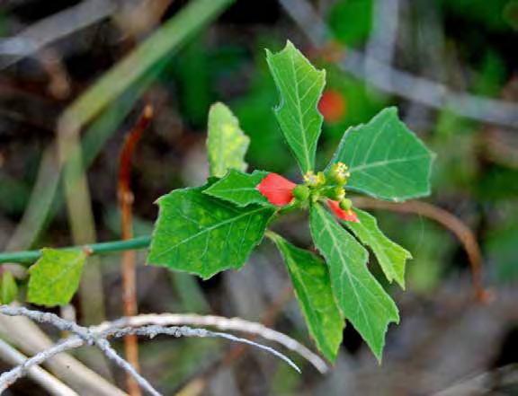 Euphorbia cyathophora Scientific Name:
