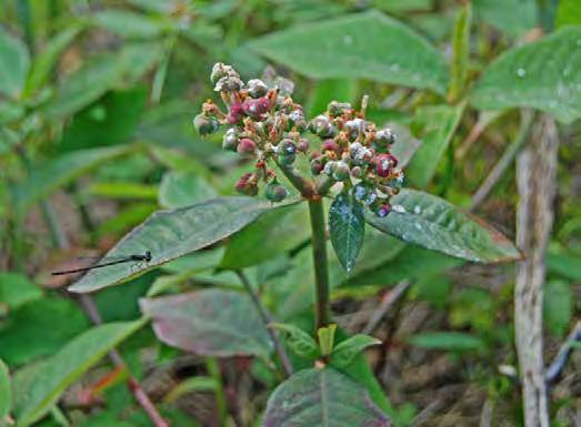 Euphorbia heterophylla Scientific Name: