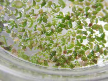 Common Name: Columbian watermeal Group: Monocot Family: LEMNACEAE (Duckweed family) Growth
