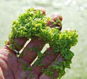 (Duckweed family) Growth Form: Free-floating Native Comments: Compare