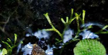 Liverwort Family: RICCIACEAE Growth Form: Free-floating