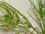 Chara is an algae that resembles vascular