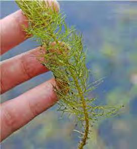 milfoil family) Growth Form: Submergent/Emergent Rooted Native Comments: Emerged