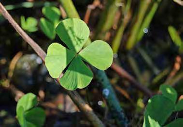 Family: MARSILEACEAE (Water-clover family) Growth Form: