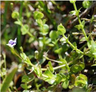 Lindernia grandiflora Scientific Name: